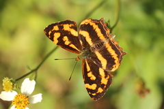 Symbrenthia lilaea formosanus