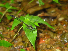 Euthygomphus koxingai