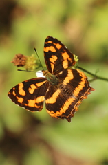 Symbrenthia lilaea formosanus