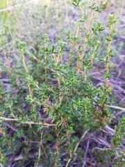 Cliffortia ramosissima