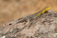 Thin Tree Iguana photo 5