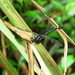 Gomphidia fukienensis - Photo (c) fangshuohu, algunos derechos reservados (CC BY-NC)
