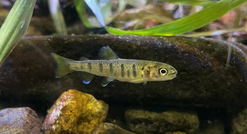 Sakhalin Taimen