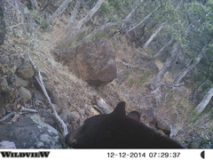 Ursus americanus machetes