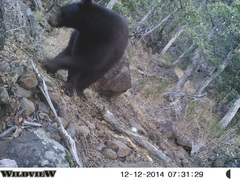 Ursus americanus machetes