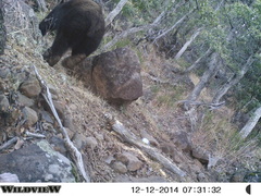 Ursus americanus machetes