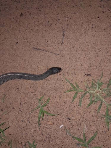Cape File Snake