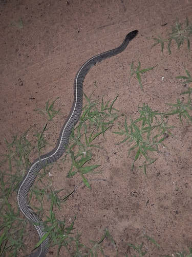 Cape File Snake