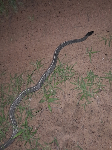 Cape File Snake