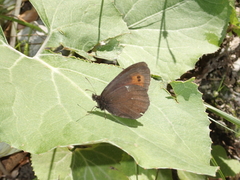 Erebia ligea