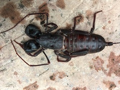 Mastigoproctus tohono