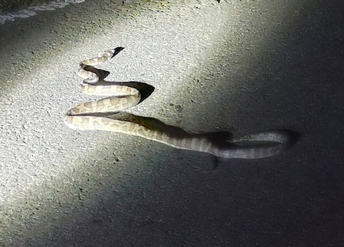 Photo of a Halmahera Python (Simalia tracyae)