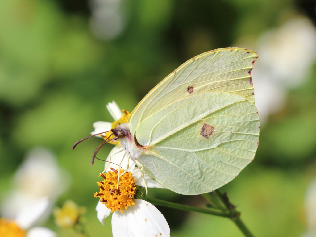 Orange Brimstone