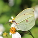Orange Brimstone - Photo (c) ronin47, some rights reserved (CC BY-NC), uploaded by ronin47