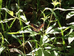 Erebia ligea