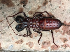 Mastigoproctus tohono