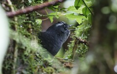 Silvery-Fronted Tapaculo photo 2