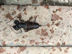 Mastigoproctus tohono