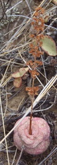 Crassula hemisphaerica