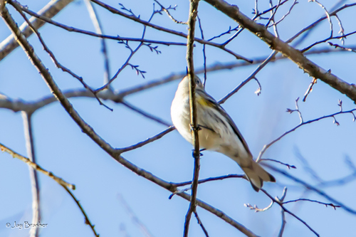 Myrtle Warbler photographed in Arkansas