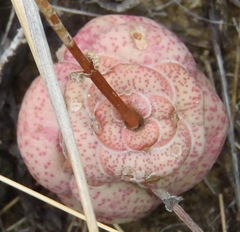 Crassula hemisphaerica
