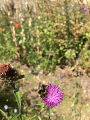 Bombus pratorum