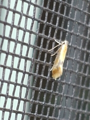 Batia lunaris