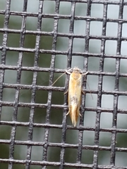 Batia lunaris
