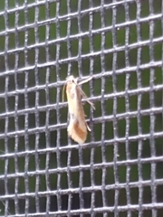 Batia lunaris