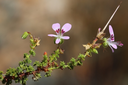 Image of Pelargonium englerianum by (c) Tony Rebelo, some rights reserved (CC BY-SA)