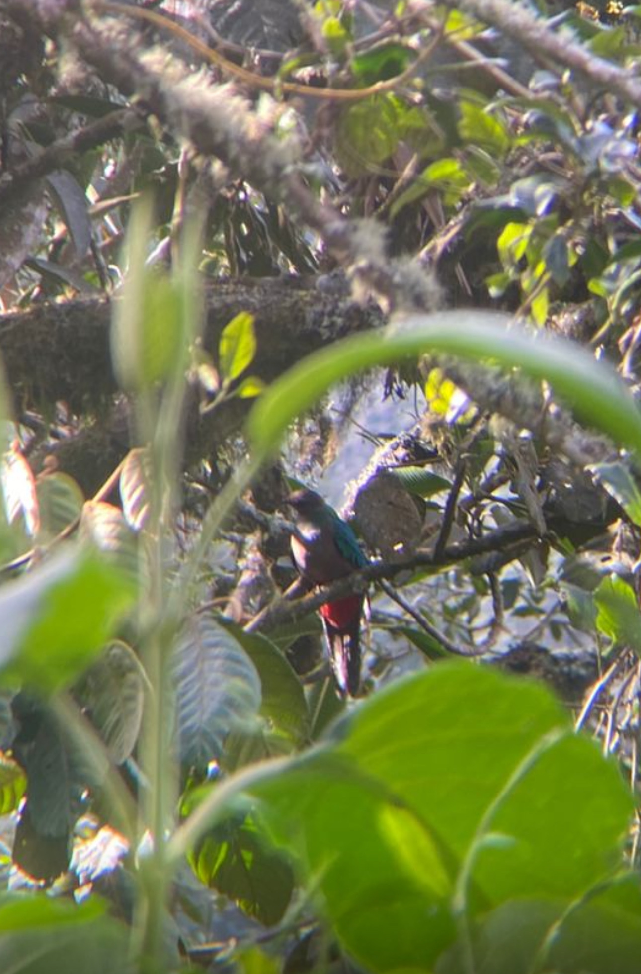 Crested Quetzal (Pharomachrus antisianus), photo 3