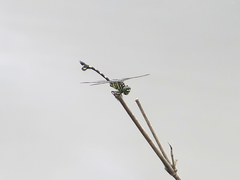 Sinictinogomphus clavatus