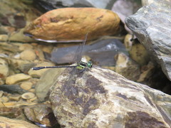 Leptogomphus sauteri formosanus
