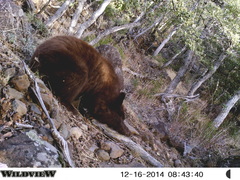 Ursus americanus machetes
