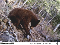 Ursus americanus machetes