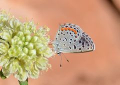 Euphilotes centralis