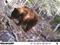 Ursus americanus machetes