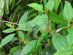 Leptogomphus sauteri formosanus