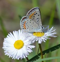 Euphilotes spaldingi