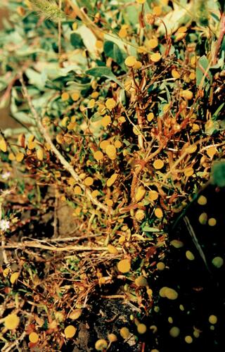Cotula coronopifolia iNat (3)