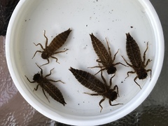 Cordulegaster obliqua