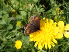 Erebia pharte