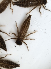 Cordulegaster obliqua