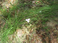Callisia rosea