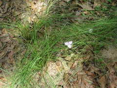 Callisia rosea