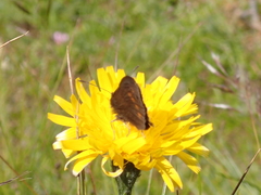 Erebia pharte