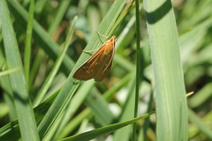 Diastictis