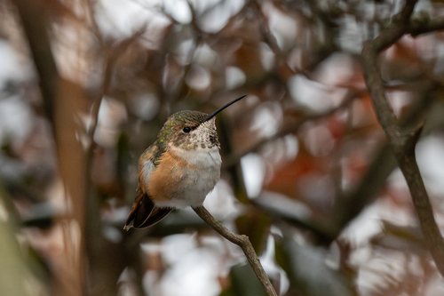 Rufous Hummingbird photographed in Pennsylvania