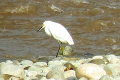 Egretta thula