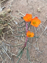 Talinum aurantiacum